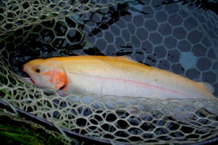 小菅トラウトガーデン 釣果