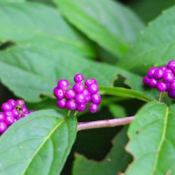 小菅トラウトガーデン 釣果