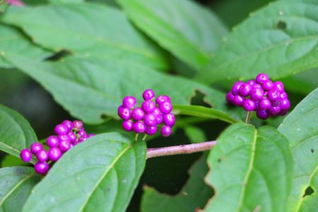 小菅トラウトガーデン 釣果