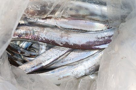 松本釣船２ 釣果