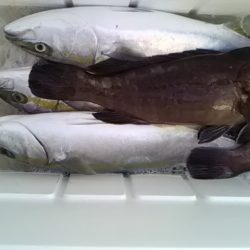 海龍丸（福岡） 釣果