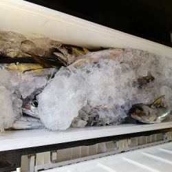 フィッシングボート空風（そらかぜ） 釣果