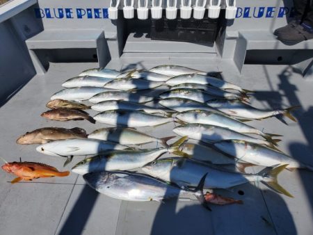 ブルーピア 釣果