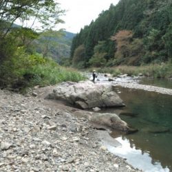 大井川(大井川(非)漁業協同組合) 釣果