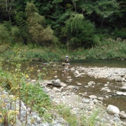 大井川(大井川(非)漁業協同組合) 釣果