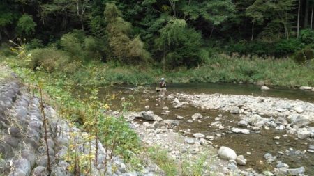 大井川(大井川(非)漁業協同組合) 釣果