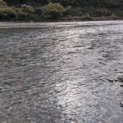 大井川(大井川(非)漁業協同組合) 釣果