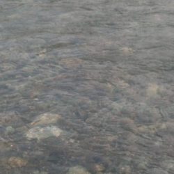 大井川(大井川(非)漁業協同組合) 釣果