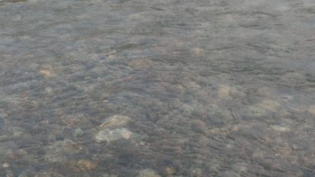 大井川(大井川(非)漁業協同組合) 釣果