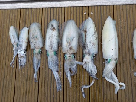 フィッシングボートACE(エース) 釣果