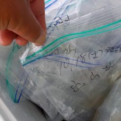 フィッシングボートACE(エース) 釣果