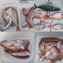 内浜丸 釣果