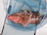 遊漁船 幸友丸 釣果