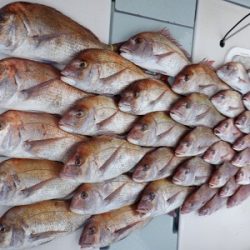 遊漁船 幸友丸 釣果