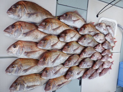 遊漁船 幸友丸 釣果