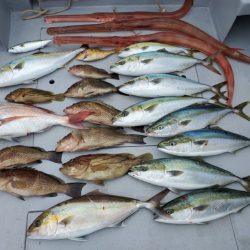 ブルーピア 釣果