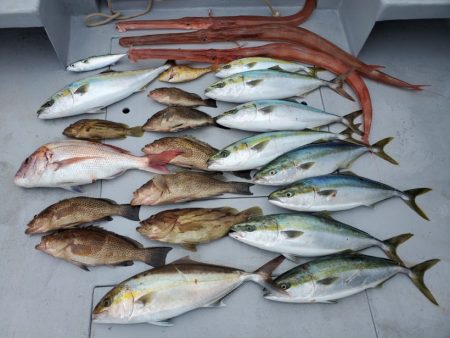 ブルーピア 釣果