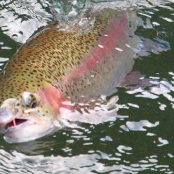 小菅トラウトガーデン 釣果