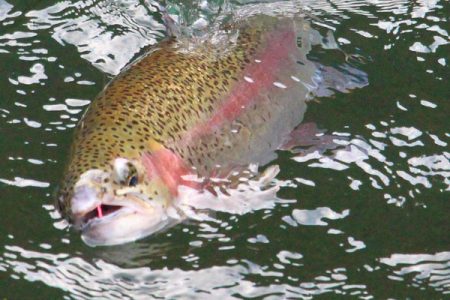 小菅トラウトガーデン 釣果