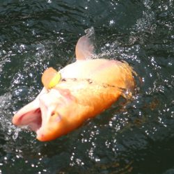 小菅トラウトガーデン 釣果