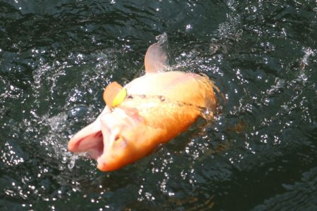 小菅トラウトガーデン 釣果