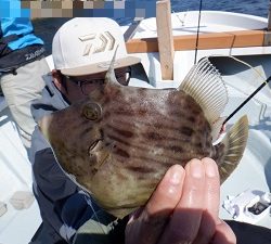 遊漁船 幸友丸 釣果