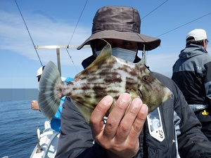 遊漁船 幸友丸 釣果
