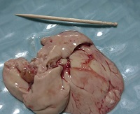 遊漁船 幸友丸 釣果