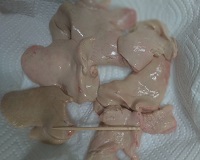 遊漁船 幸友丸 釣果