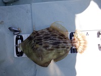 遊漁船 幸友丸 釣果