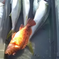 海龍丸(福岡) 釣果