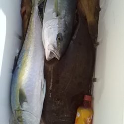 海龍丸(福岡) 釣果