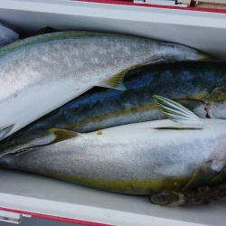 海龍丸(福岡) 釣果