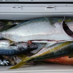 海龍丸(福岡) 釣果