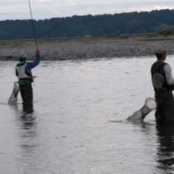 大井川(大井川(非)漁業協同組合) 釣果