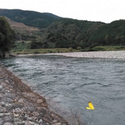 大井川(大井川(非)漁業協同組合) 釣果