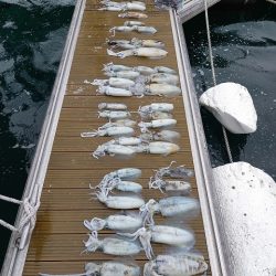 フィッシングボートACE（エース） 釣果