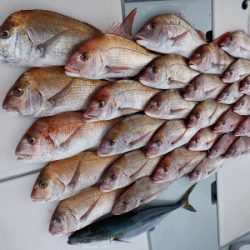 遊漁船 幸友丸 釣果