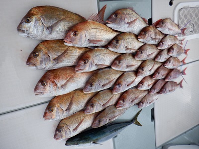 遊漁船 幸友丸 釣果