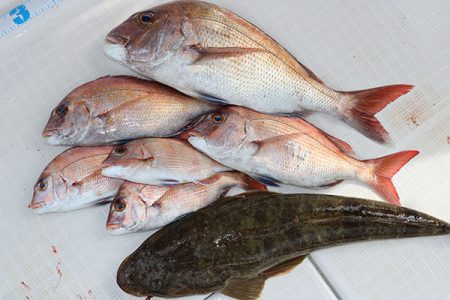 松本釣船２ 釣果