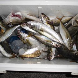 ルアー船マヒマヒ 釣果