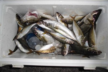 ルアー船マヒマヒ 釣果