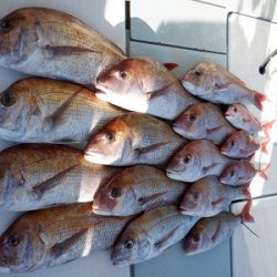 遊漁船 幸友丸 釣果