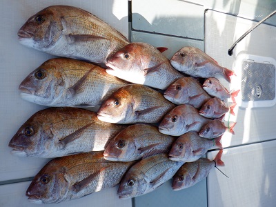 遊漁船 幸友丸 釣果