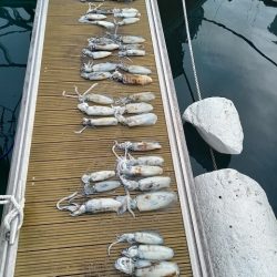 フィッシングボートACE(エース) 釣果