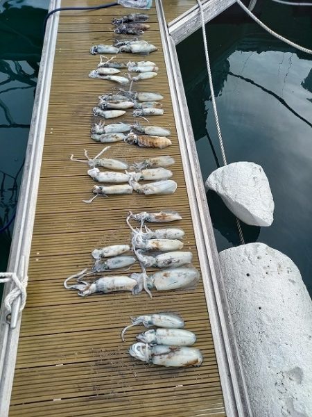 フィッシングボートACE（エース） 釣果