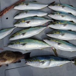 ブルーピア 釣果