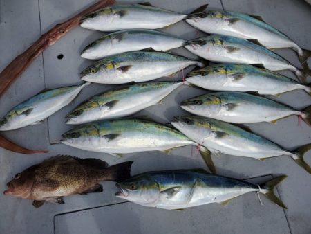 ブルーピア 釣果