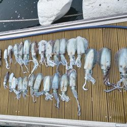 フィッシングボートACE（エース） 釣果