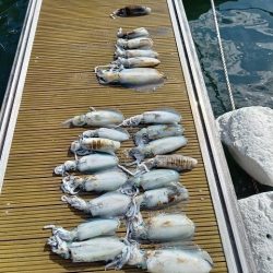 フィッシングボートACE(エース) 釣果